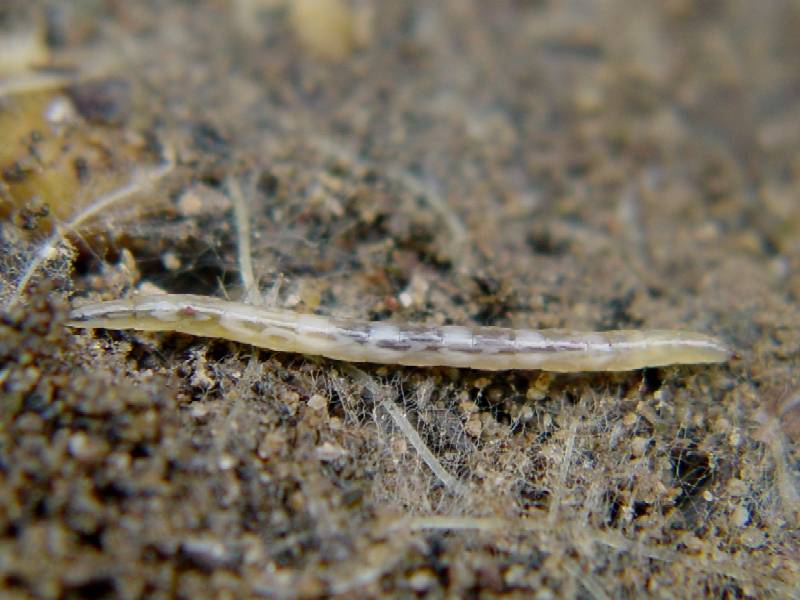 Larva di dittero